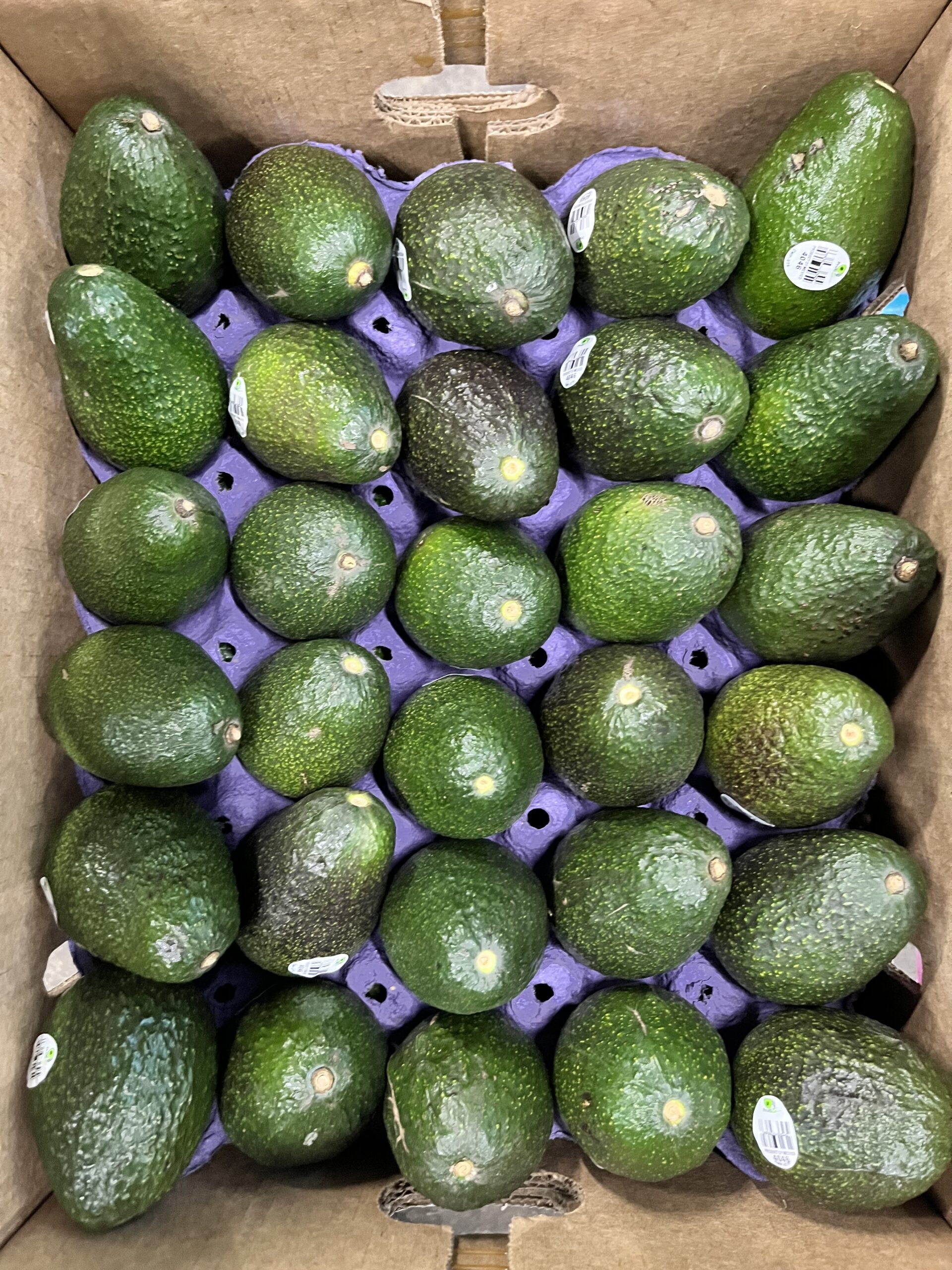 AVOCADO 60PC